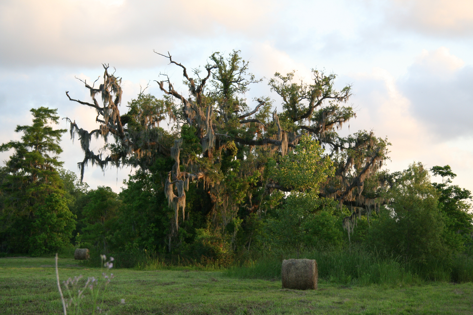 Virginia-Eiche und Sumpfzypresse mit Spanischem Moos/ Live Oak and Bald Cypress with Spanish Moss